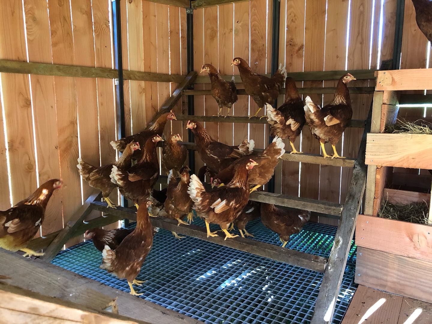 poule